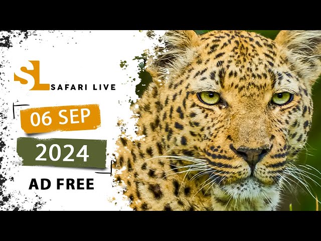 Feline frenzy - SafariLIVE Sunrise - 06 September 2024 - AD FREE