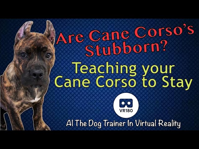 Are Cane Corso’s Stubborn?  Teaching Cane Corso’s to stay in 3D Virtual Reality!