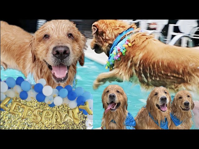 throwing my service dog an epic birthday pool party