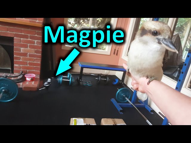 The most chaotic attempt at a gym tour ever!! Wild Kookaburras Magpies Ducks Currawongs! And Chooks!