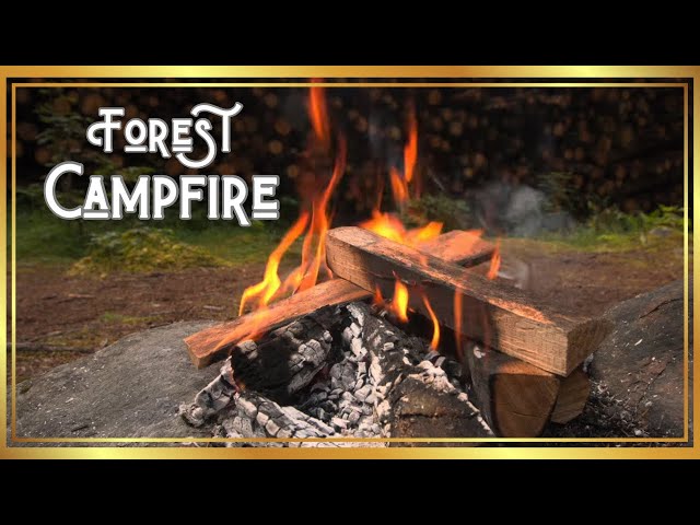 Cozy Campfire in the Forest with Woodpile – Relaxing Ambience for Sleep, Romance, and Tranquility