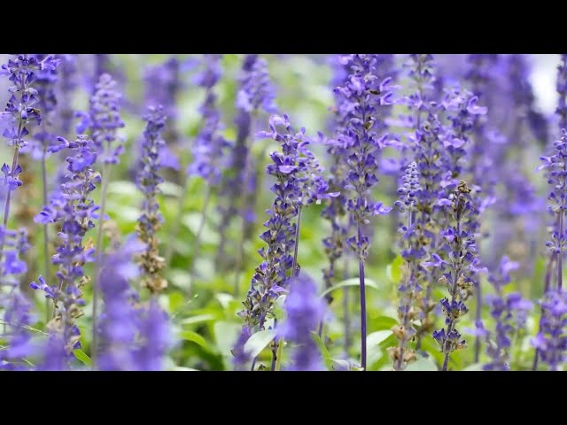 The Benefits of Lavender For Sleep