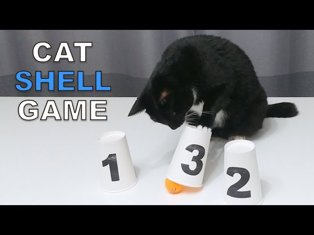 Cat vs Human Shell Game Who Wins?