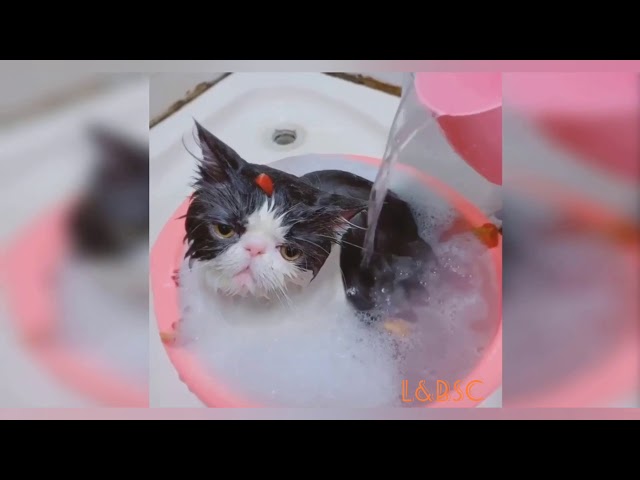 Baby cat-cute and funny cat compilation #1