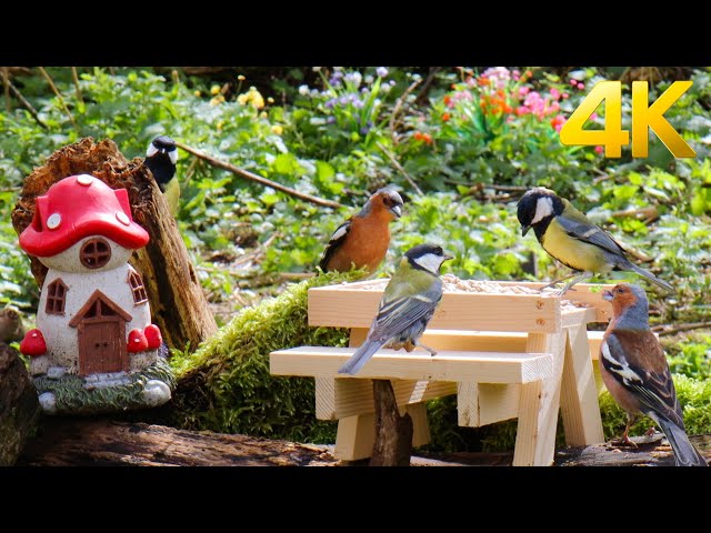 Picnic table feast 😺 Cat TV for Cats to Watch 😺 ❤️ 🐦 10Hours (4K)