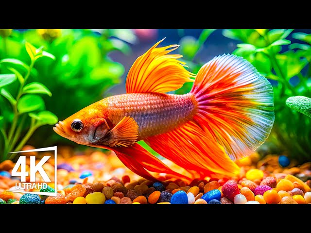 Hypnotic Movements Of Sea Creatures 4K (ULTRA HD) - The Best 4K Aquarium