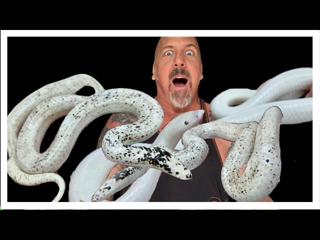 MORE WHITE SNAKES!!! | OUR ODD-BALLS