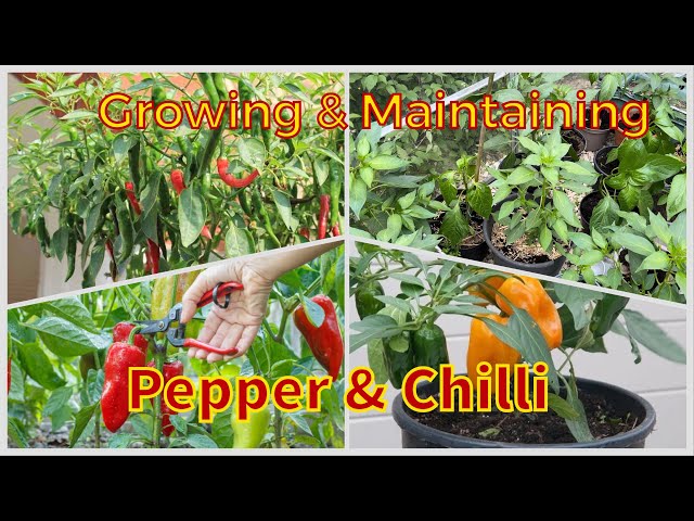 Ultimate Guide to Growing and Maintaining Chilli and Pepper Plants in Summer for Huge Harvests #how