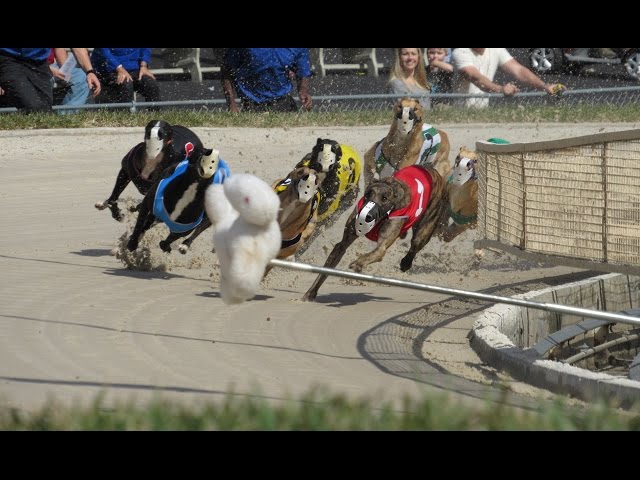 Tenoroc High School's Documentary: Greyhounds: From Farm to Couch