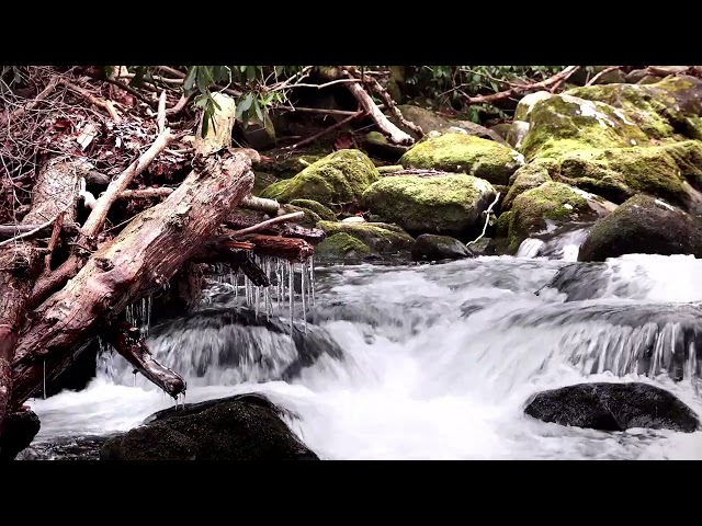 Water sounds in the woods