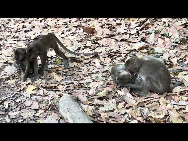 The Monkeys Feeling Happy When They Are Bite Each Other