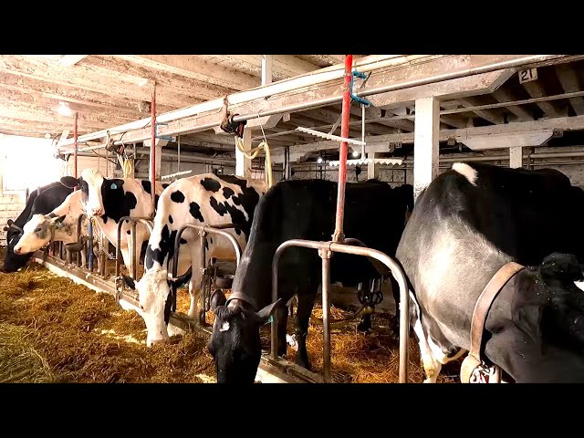 Milking Cows On A Small Family Owned and Operated Dairy Farm!