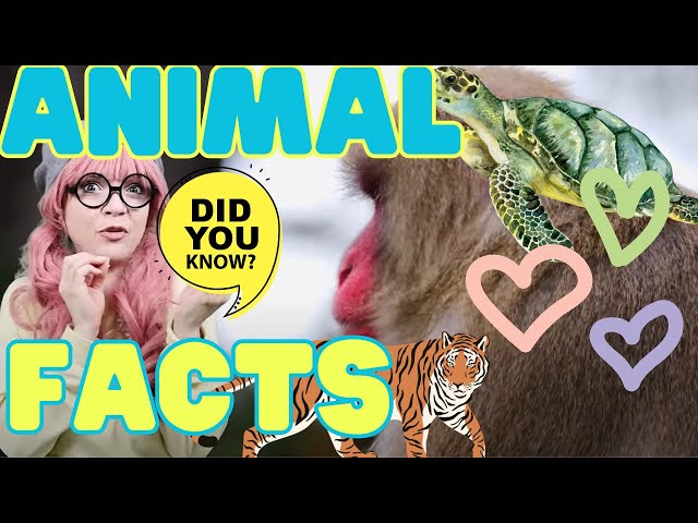 🐢🐒🐅Learn Fun & Amazing Animal Facts! Ayu and Gigi! 🌟 | For Kids / Toddlers