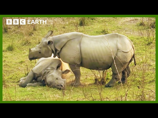 Young Rhinos Play Kiss Chase | Asia | BBC Earth