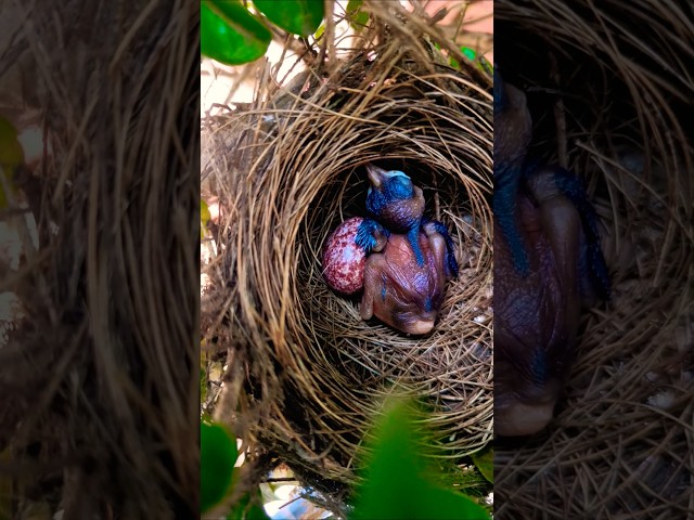 From My Garden: Birds Growing Strong and Healthy!