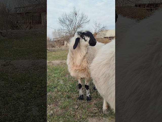 VILLAGE LIFE | DOMESTIC SHEEP #sheep #sheepvideos #sheep365 #domestic #villagelife #shorts