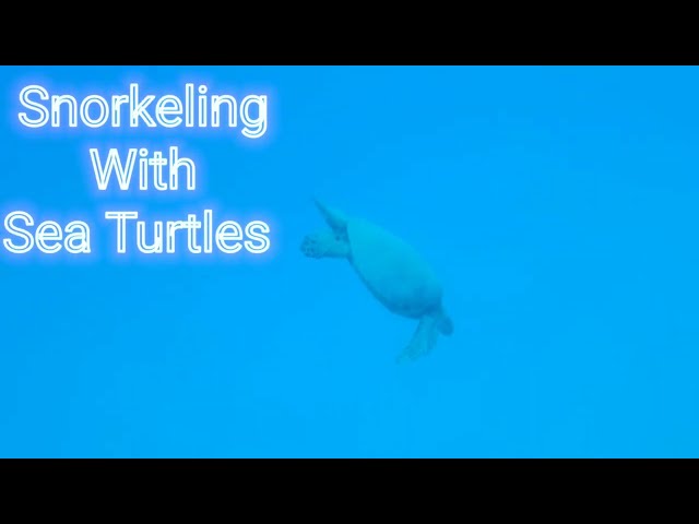 Snorkeling with Sea Turtles. Waikiki, Hawaii. November 2021