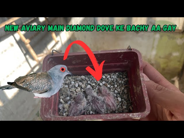 First Chick in new aviary | Diamond Doves first breed in new colony cage | khubaib pets