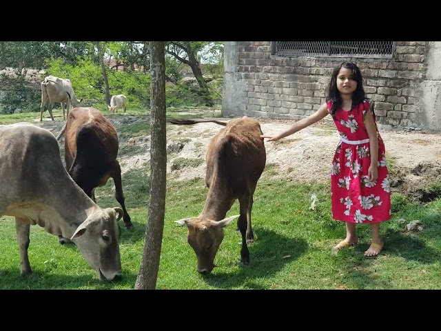 Sarinah with deshi cows.. Satkhira (28/04/2018)