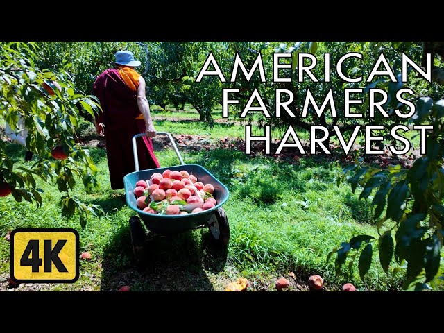 🇺🇸American Farmers Harvest -Farm USA -American Farm Tour - Fruits & Vegetables Harvest - Farm market