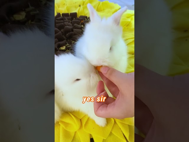 We're Twins! - EP2  #funnyvideo #bunny #cute #cutebabyfunny #rabbits