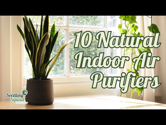 10 Natural Indoor Air Purifiers | Indoor Plants