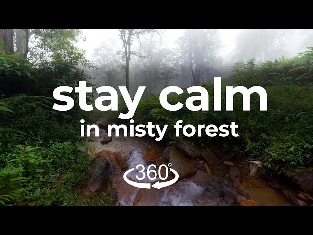 10 minutes Relax sitting beside a stream in misty forest and listening to bird chirping, Vietnam