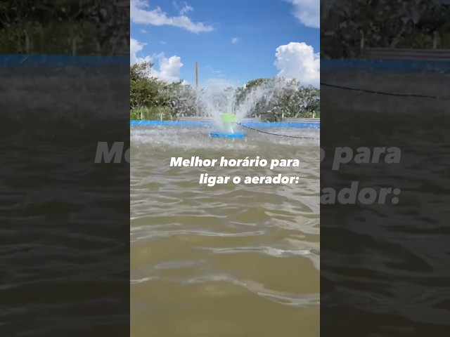 Como utilizar o aerador numa criação de peixes? Melhor horário para ligar para ter mais oxigênio.