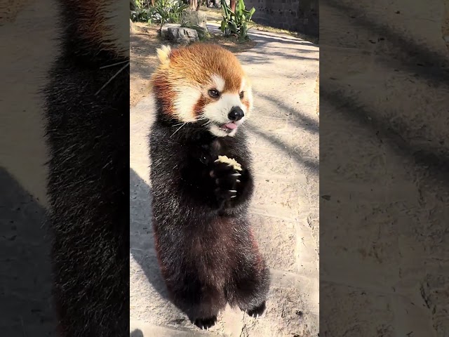 When a Red Panda Gets Its Favorite Snack! 🦝🍡   #animals #cute #redpanda