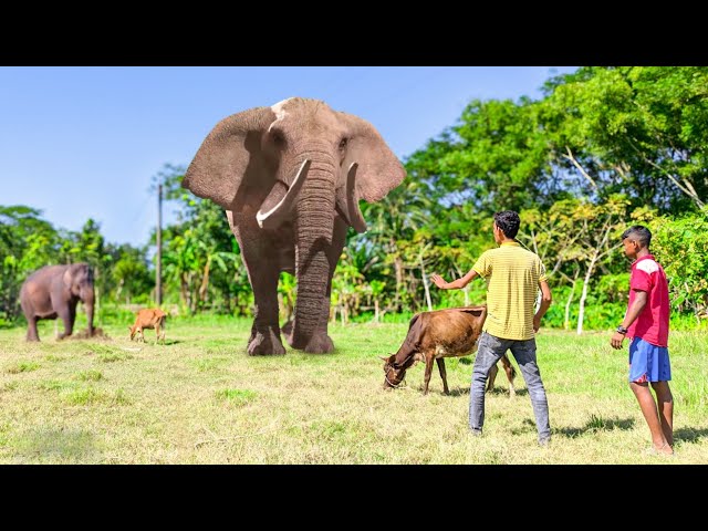 Elephant Attack On Village Boy In Forest | Elephant Attack In Real Life | Elephant Attack On Cowboy