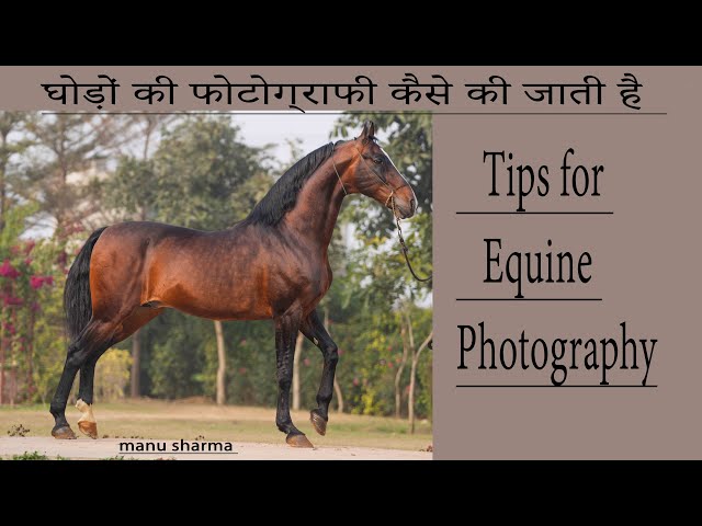 घोड़ों की फोटोग्राफी कैसे की जाती है  tips for Horse Equine Photography