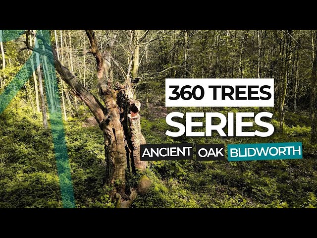 360° VR Video | Ancient Lost Oak | Blidworth, Nottinghamshire | 4K Virtual Nature Video