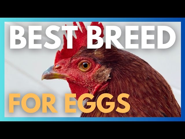 Best breed for eggs: Rhode Island Reds! Meet my pet chicken, Lindsay LoHEN, not Lindsay Lohan.