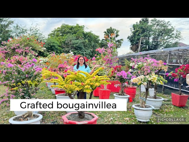 Grafted Bougainvillea | how to avail?