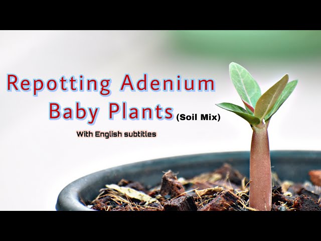 Repotting Adenium Baby Plants In Tamecat Soil Mix / Bonsai Adenium बनाने को Soil Making प्रक्रिया