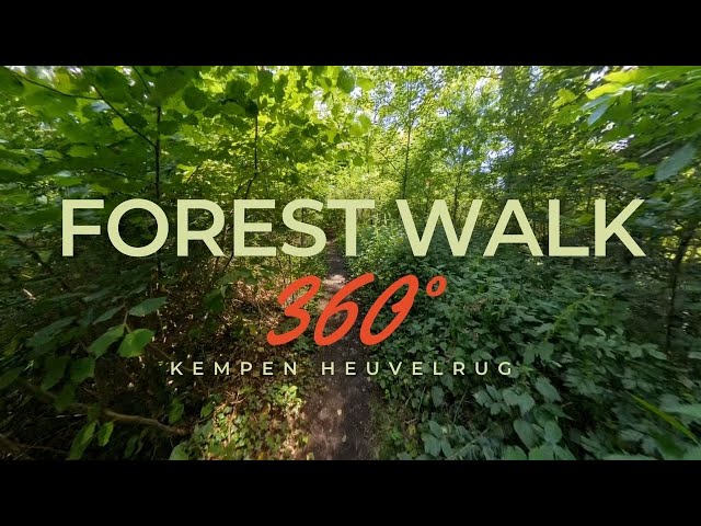 Silent Forest Walk in Belgium | 360° 4K Nature Experience