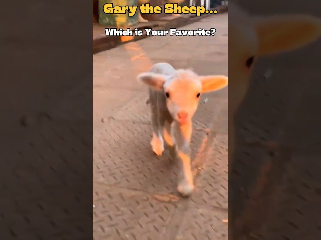 Techno Sheep Dancing! 🐑🔥 The UK’s Maddest Party Just Dropped! #funny #animals #shorts #fyp #dancing