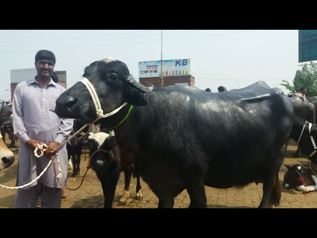 sheikhupura mandi cow mandi Pakistan mandi bakra mandi Pakistan Price update nele rave buffalo