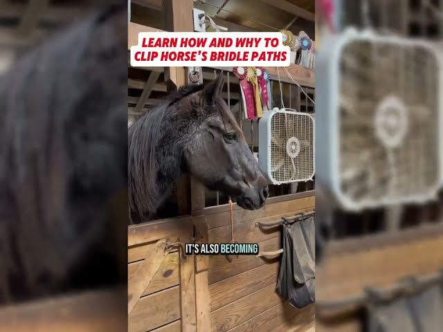 Learn how and why to clip horse’s Bridle paths