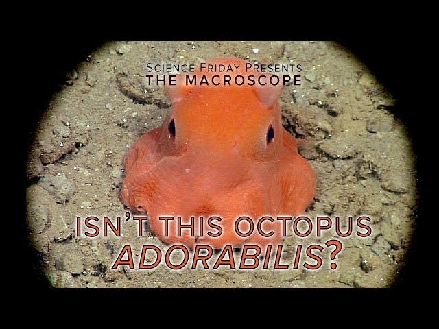 Isn't this Octopus Adorabilis?