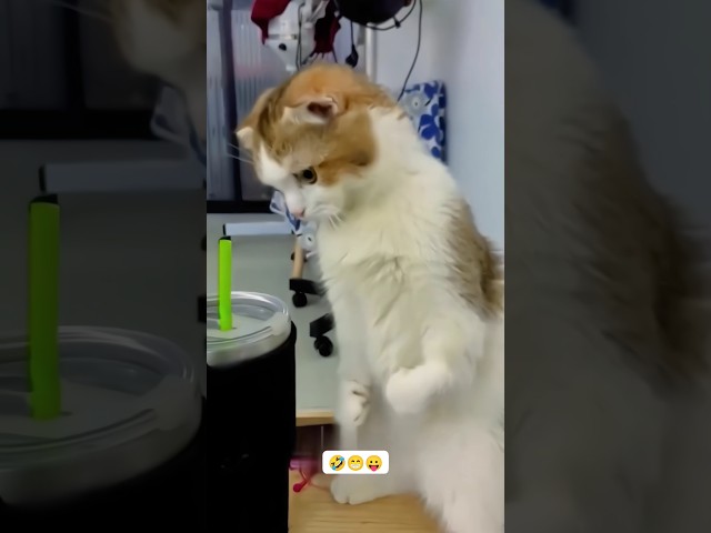 Funny cat videos #youtubeshorts #fun #funny #animals #trending #rabbit #cat #tiktok