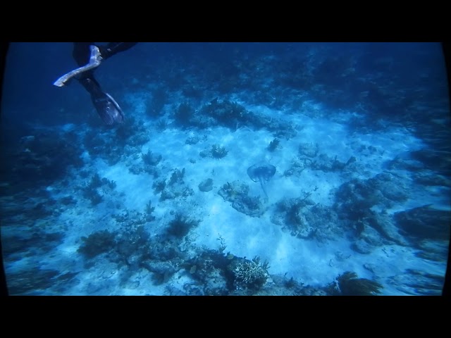 Belize - Sting Ray