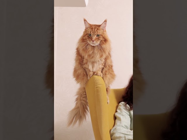 Luxurious Maine Coon #cats #cat #catvideos #catsvideo