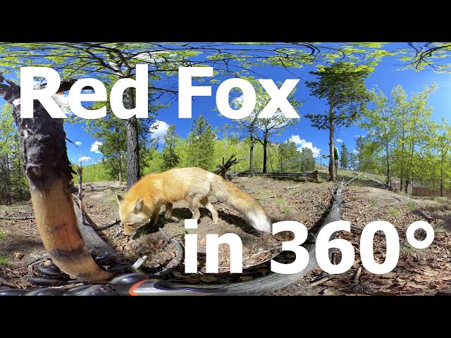 Red Fox in 360