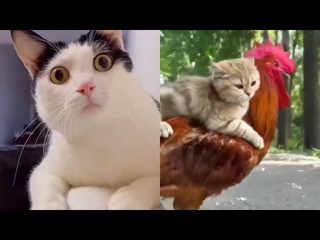 Most Hilarious Cat Videos I Most Viral Videos Compilation 2024