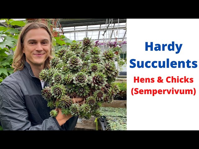 HENS AND CHICKS Sempervivum Hardy Succulents