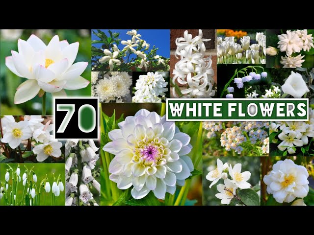 70 White Flowers Name with Pictures in English | Flowers Name in English With Pictures |whiteflowers