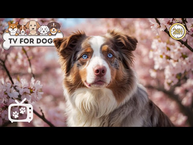 DOG TV: Fun & Relaxing Videos Entertainment for Dogs While You're Away - Anti Anxiety Music for Dogs