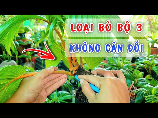 Remove Unbalanced Tri-Leaf Set For Coconut Bonsai | Hoang Linh Coconut Bonsai