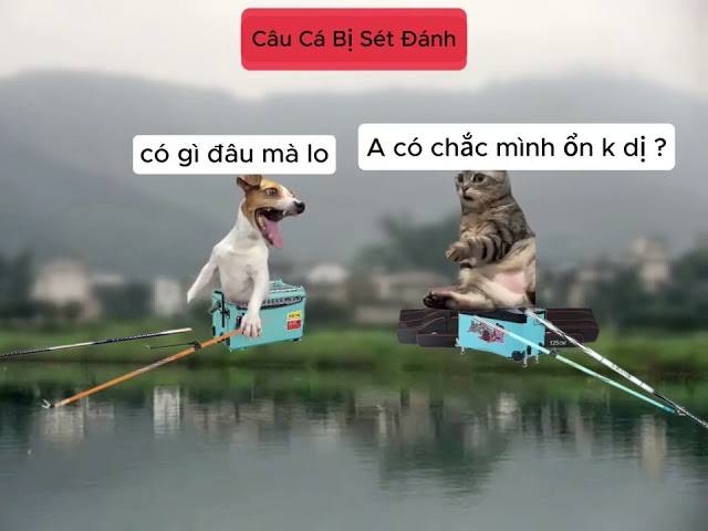 ĐI CÂU CÁ BỊ SÉT ĐÁNH - MEME MÈO HÀI HƯỚC #memes #vuinhon #funny #cat #meme #xuhuong #viralvideo